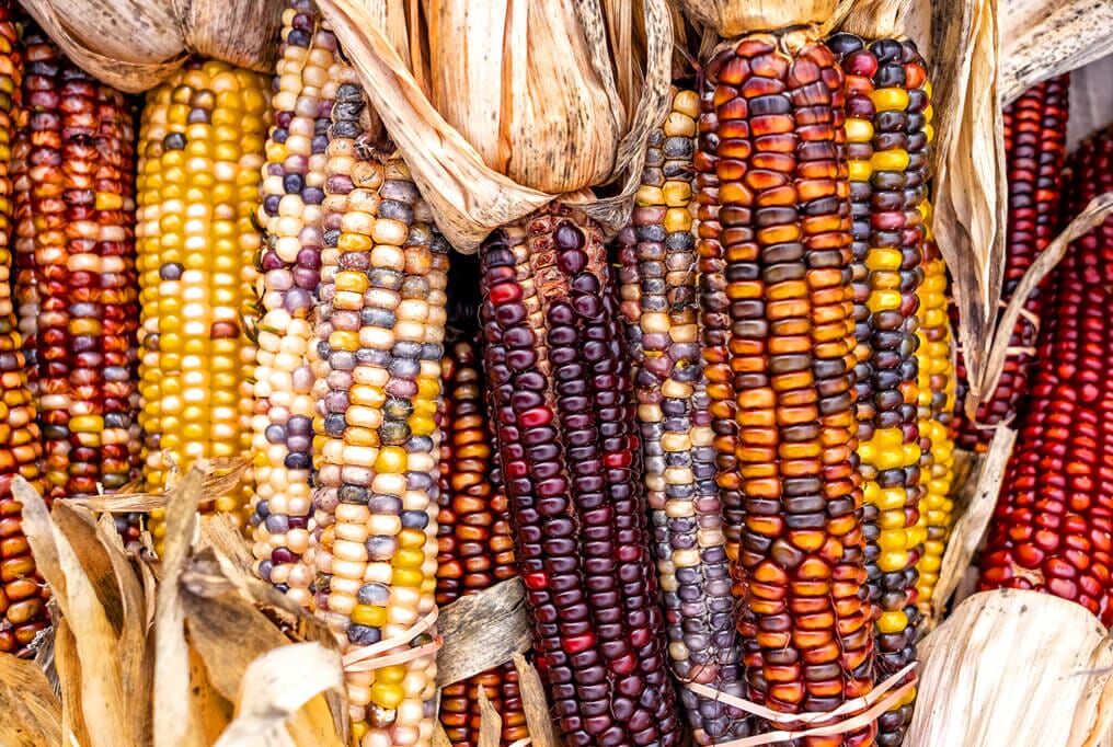 Indian Flour Corn