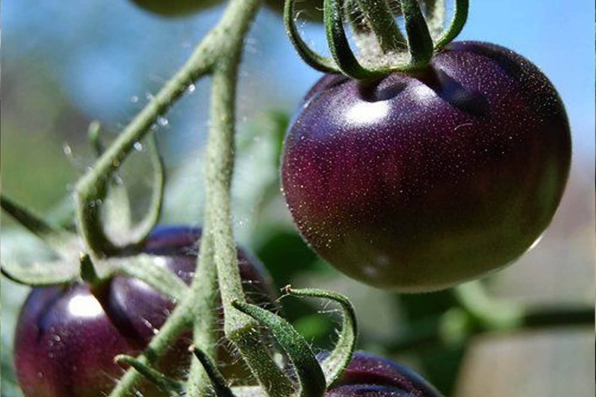 Indigo Rose Tomato - Image 2