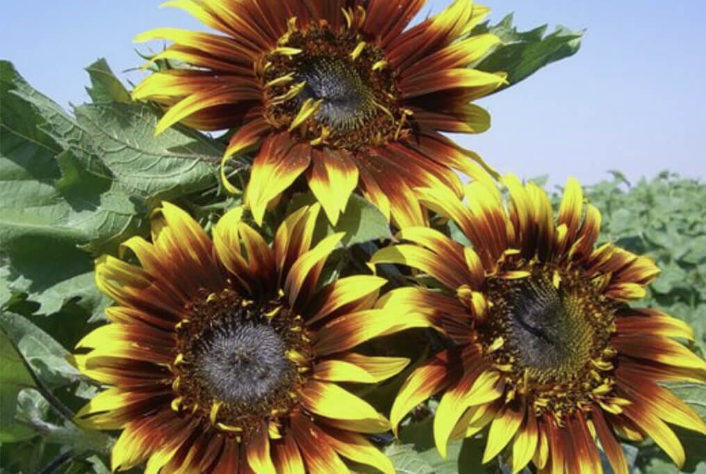 Joker Sunflower