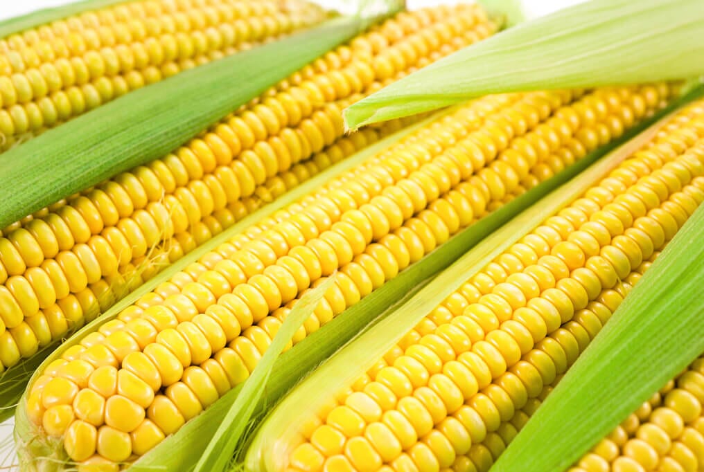 Jubilee Hybrid Super Sweet Corn F1