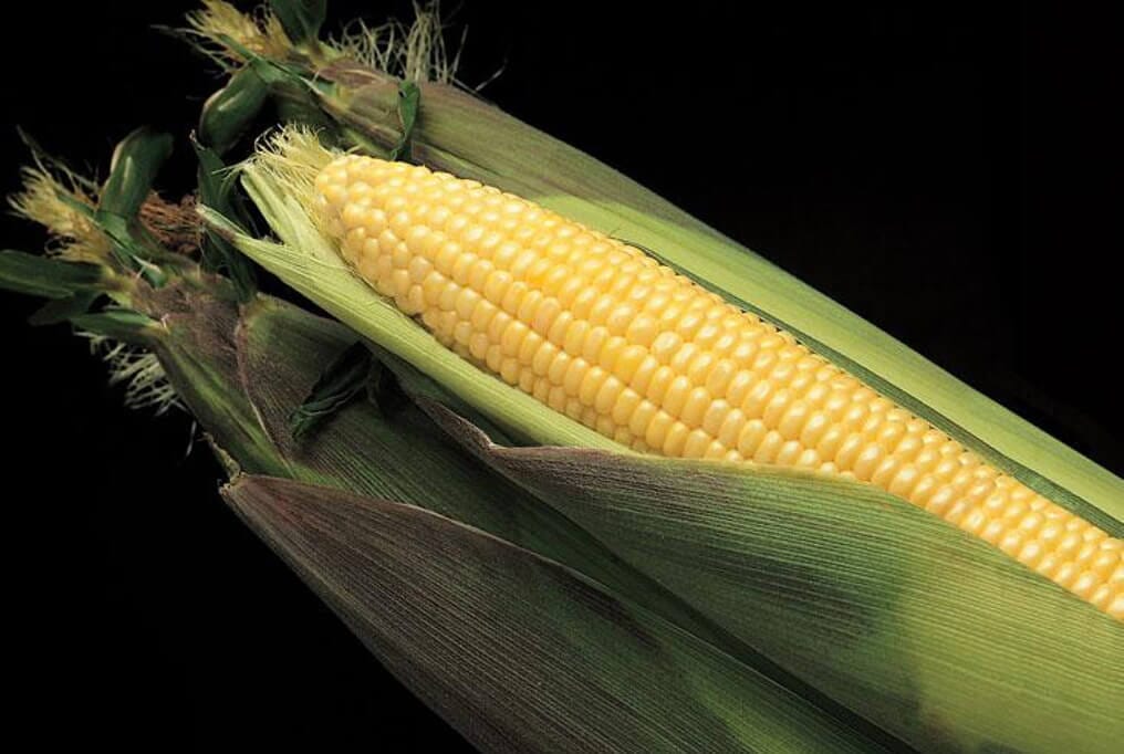Kandy Korn Hybrid Sweet Corn F1