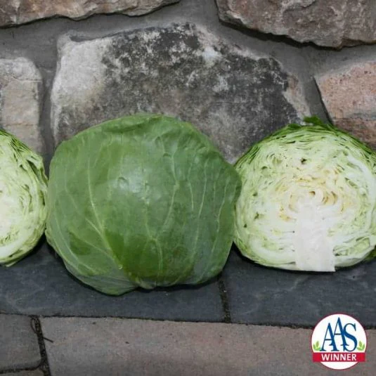 Katarina Hybrid Cabbage F1