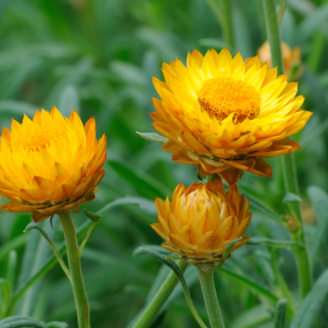 King Size Golden Strawflower - Image 2