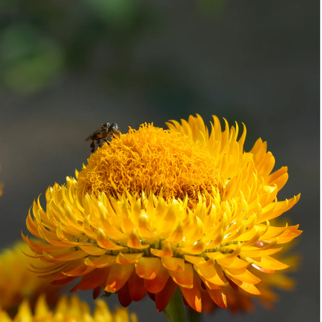 King Size Golden Strawflower - Image 3