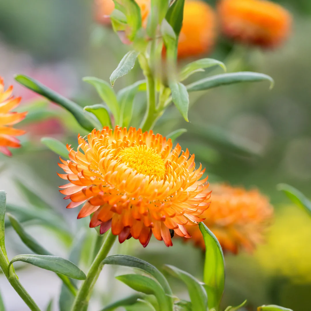 King Size Orange Strawflower - Image 2