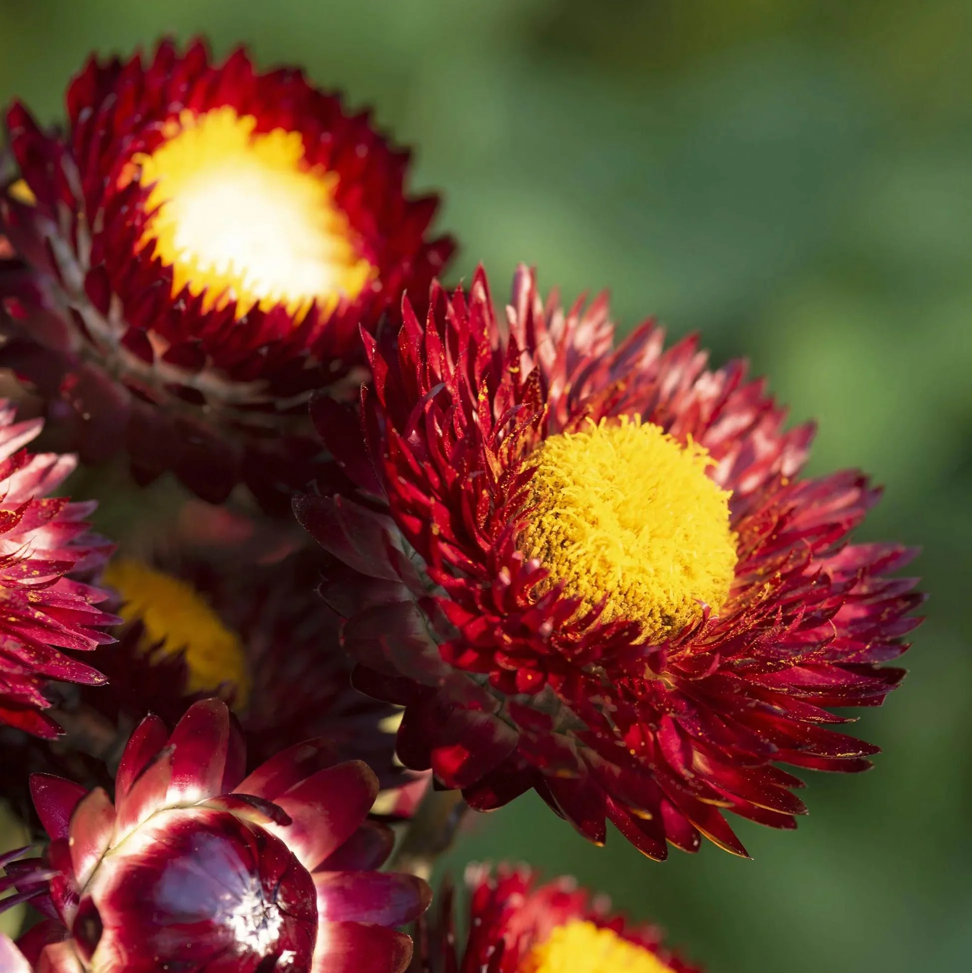 King Size Red Strawflower - Image 2