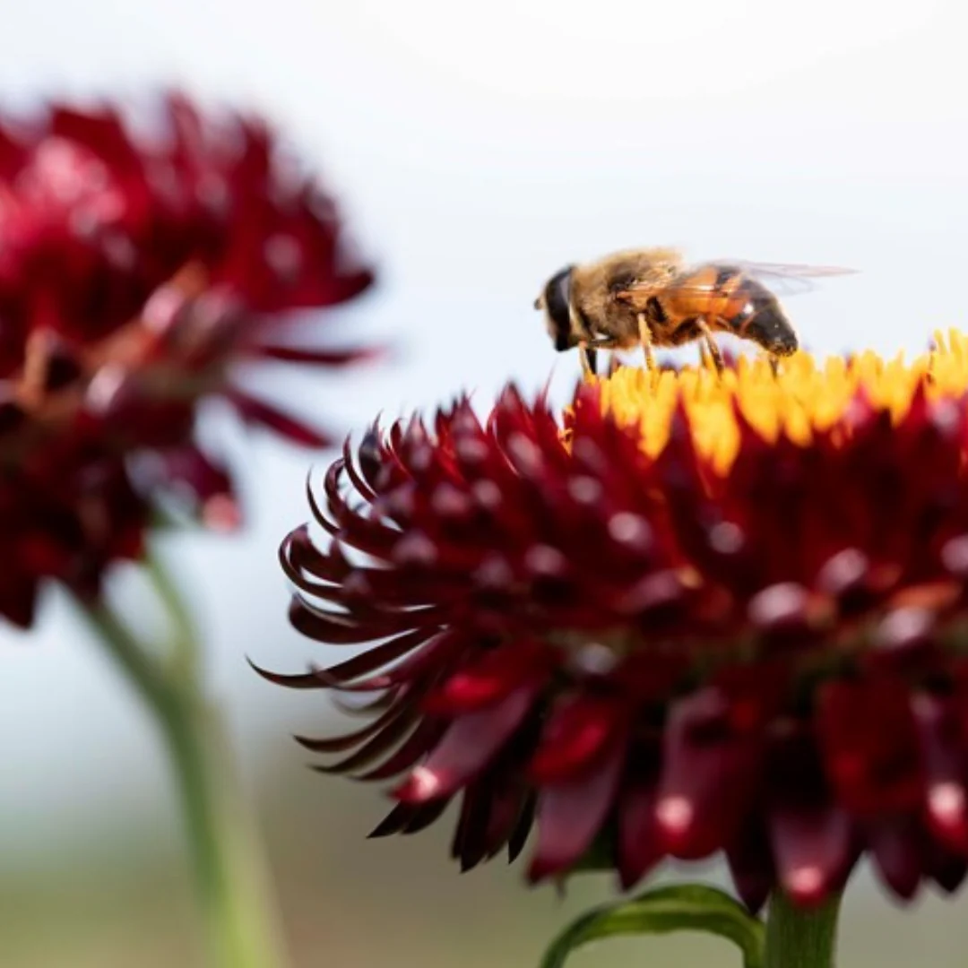 King Size Red Strawflower - Image 3