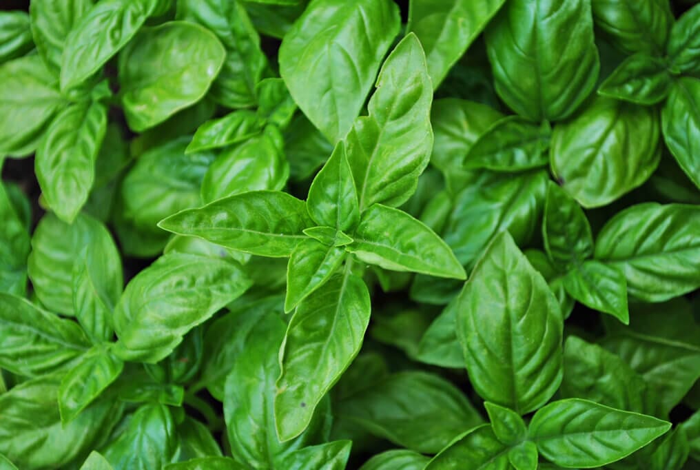 Large Italian Basil