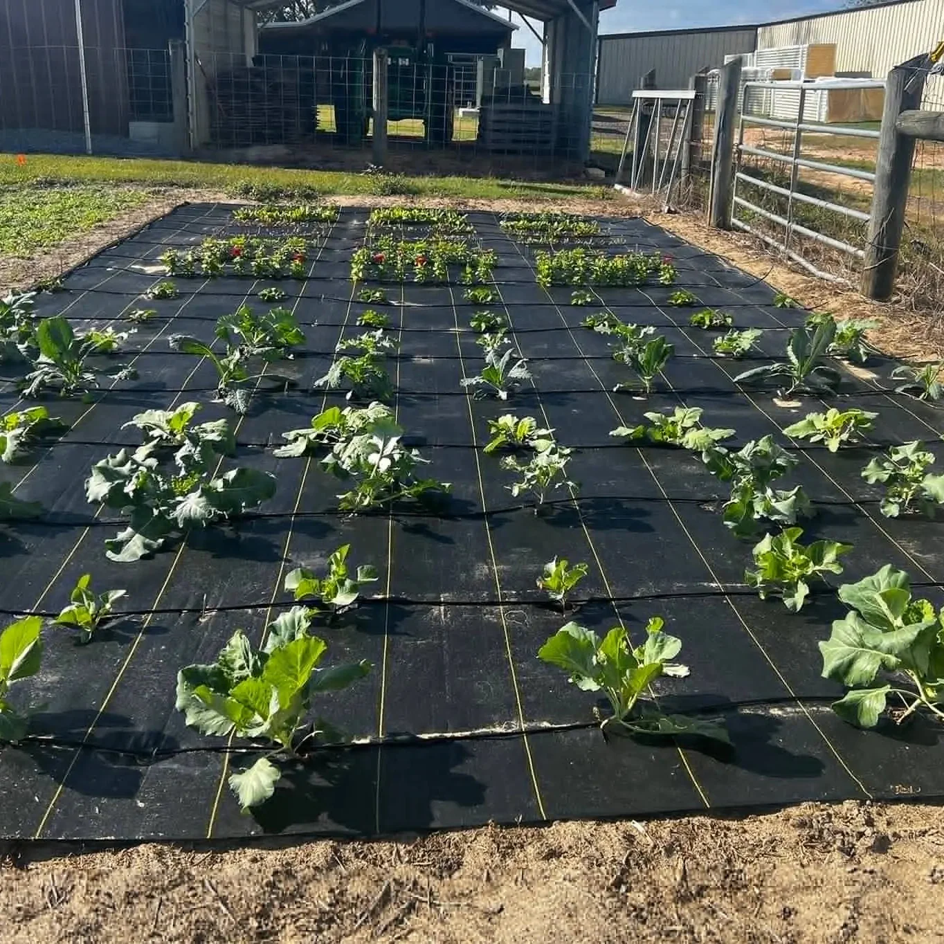 Lazy Garden Kit
