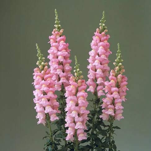 Legend Double Pink Snapdragon