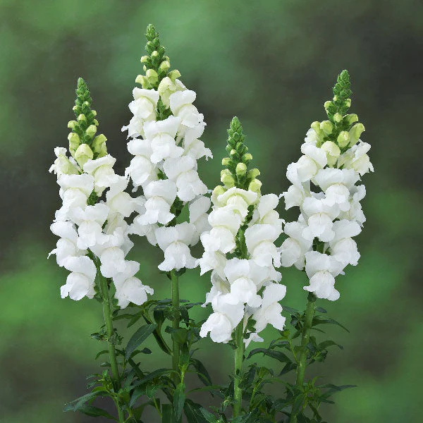 Legend Double White Snapdragon