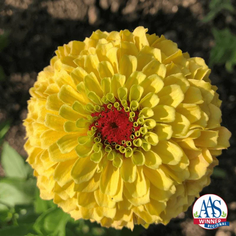 Lemon Peach Queeny Zinnia