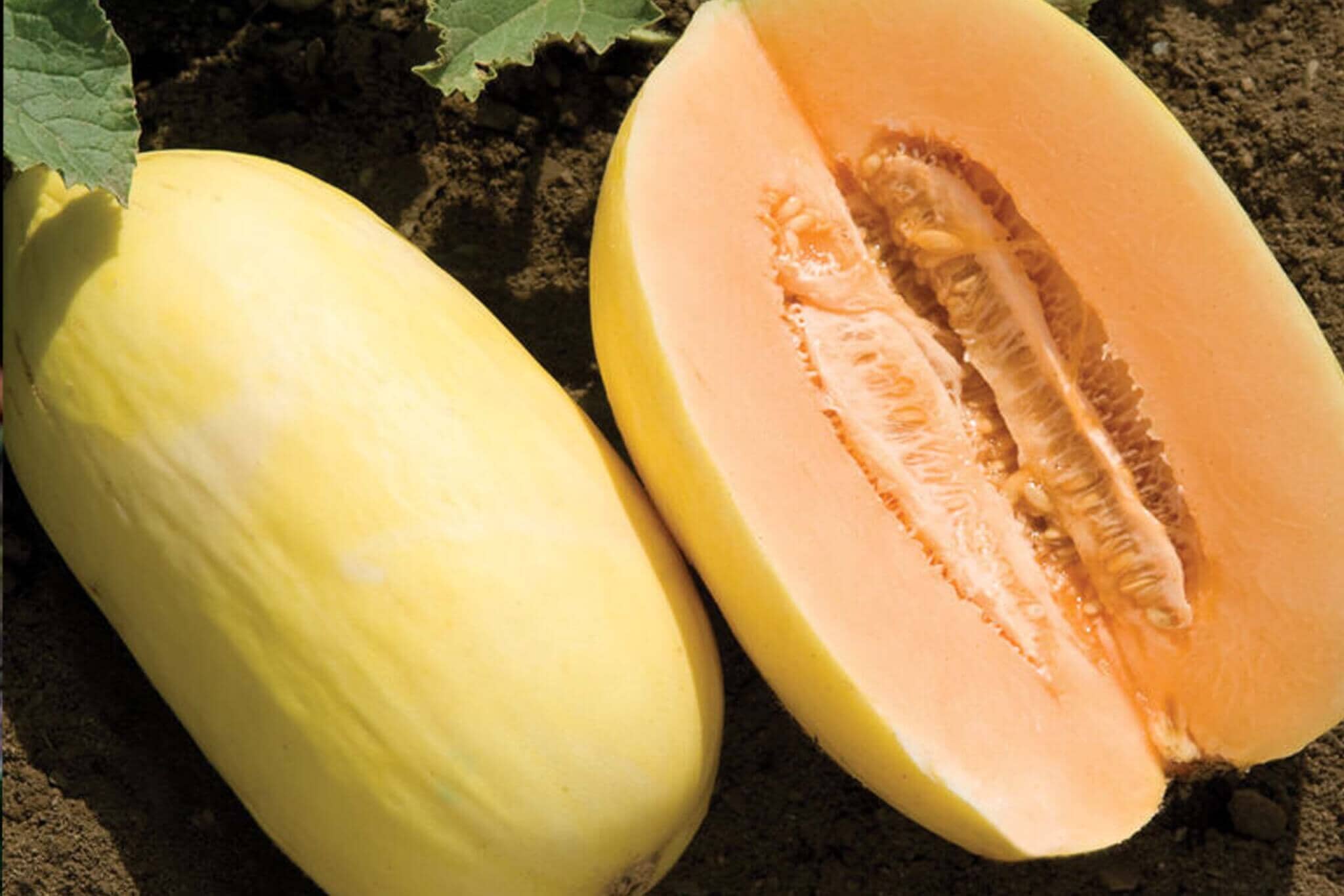Lilly Crenshaw Hybrid Melon F1