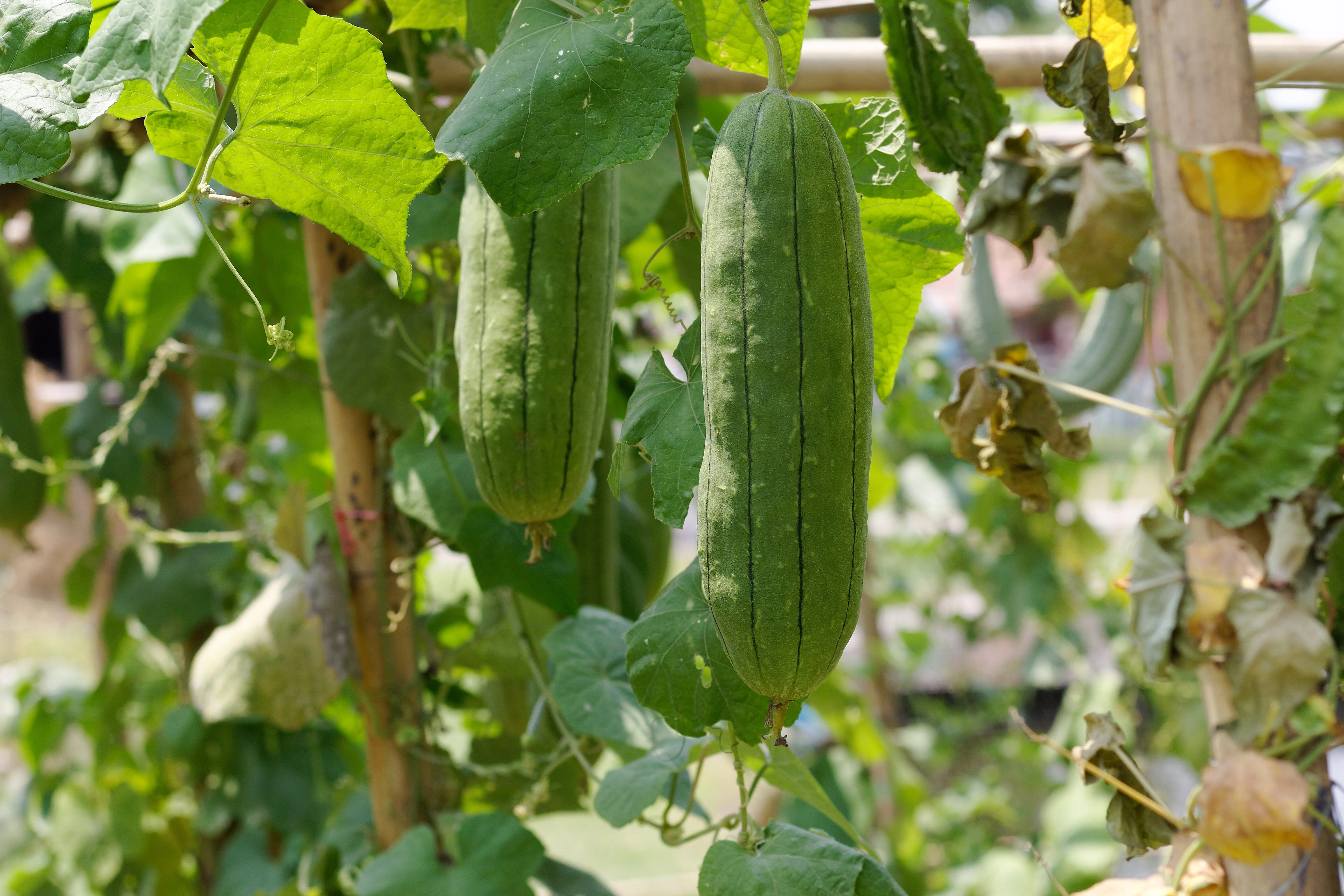 Luffa Gourd