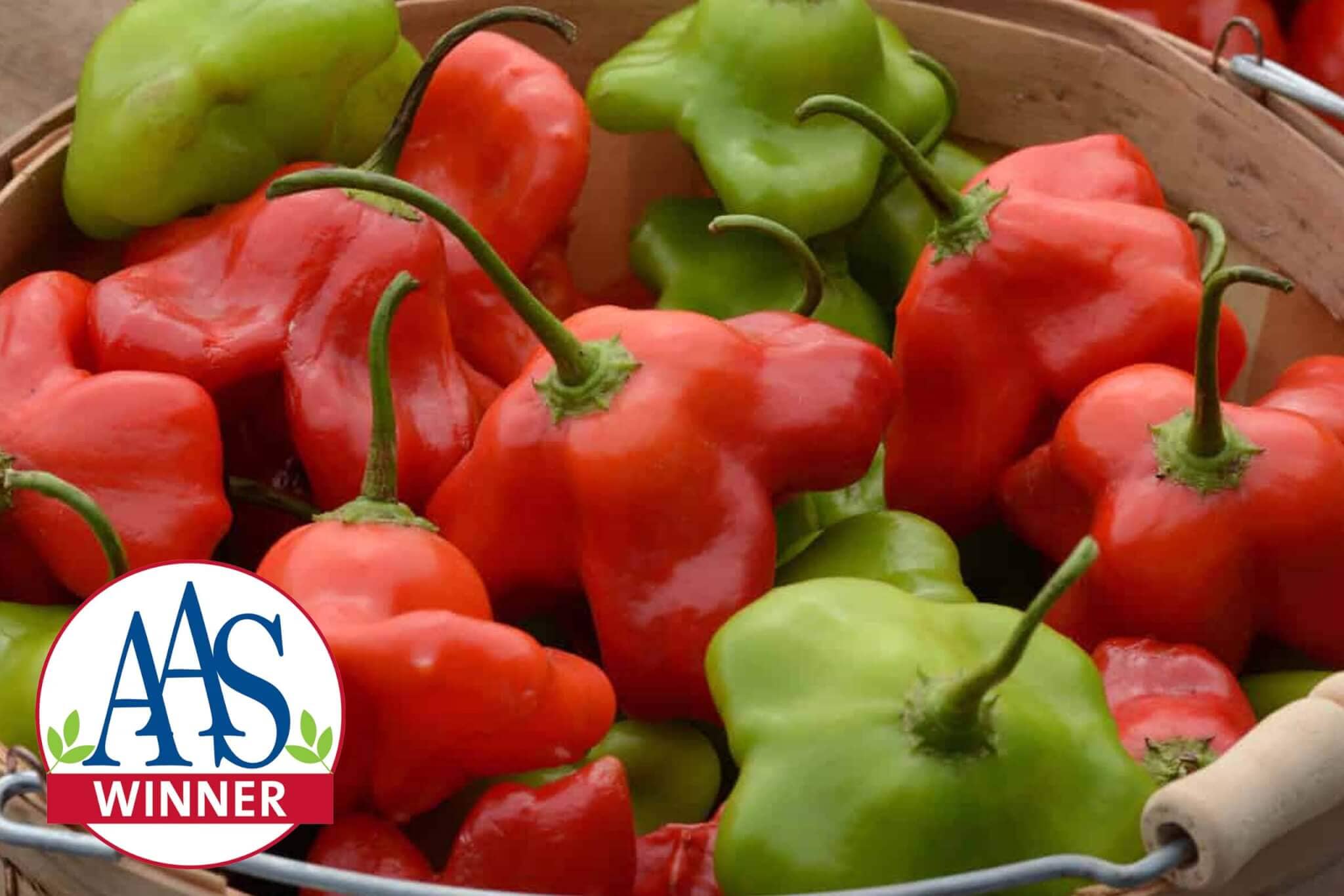 Mad Hatter Hybrid Pepper F1