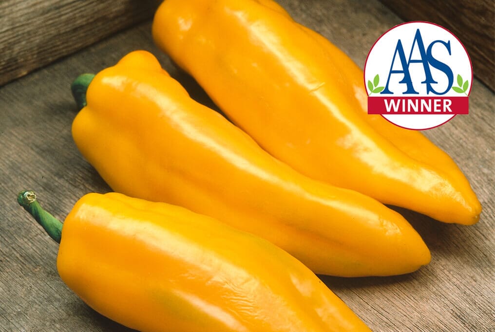 Mama Mia Giallo Hybrid Pepper F1