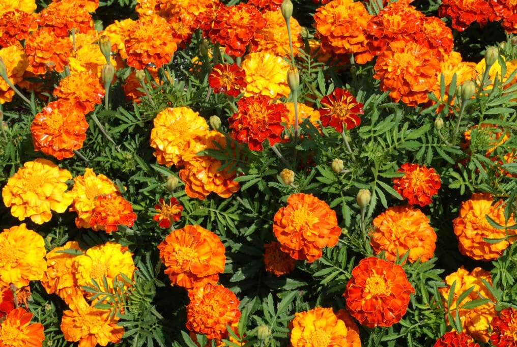 Marigold Sparky Mix - Image 2
