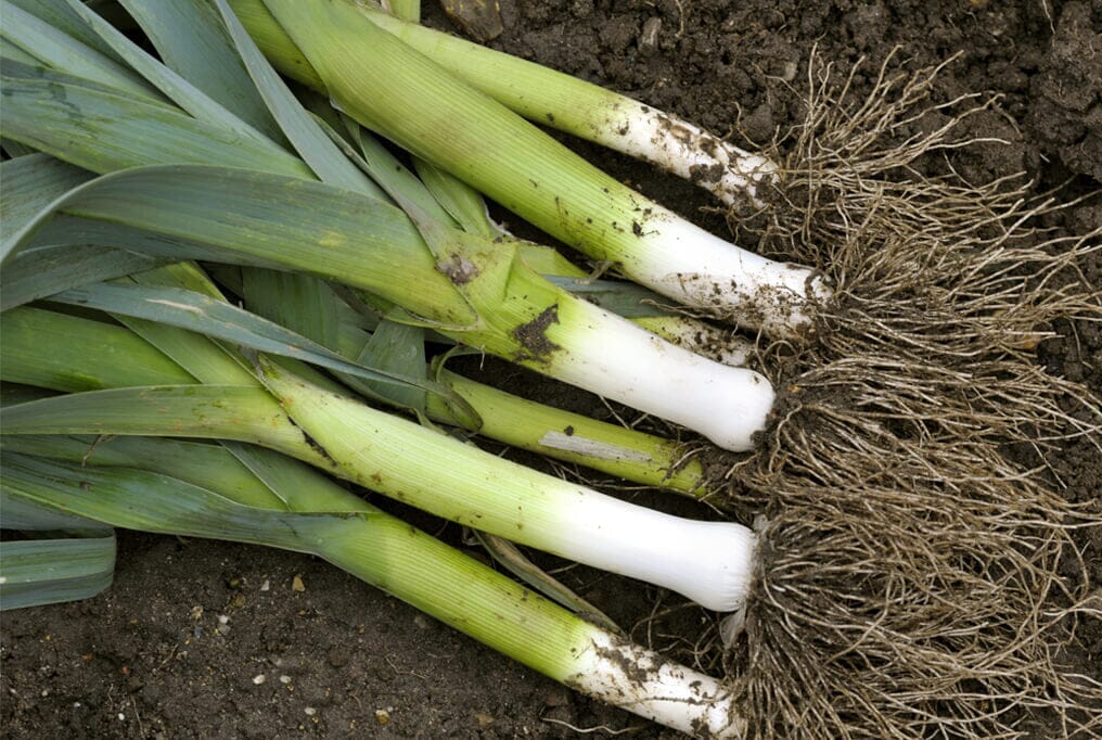 Matejko Leek