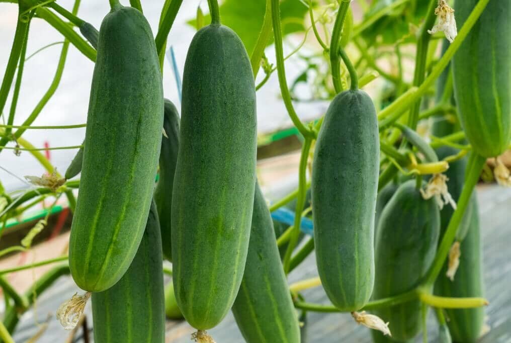 Mercury Hybrid Cucumber F1