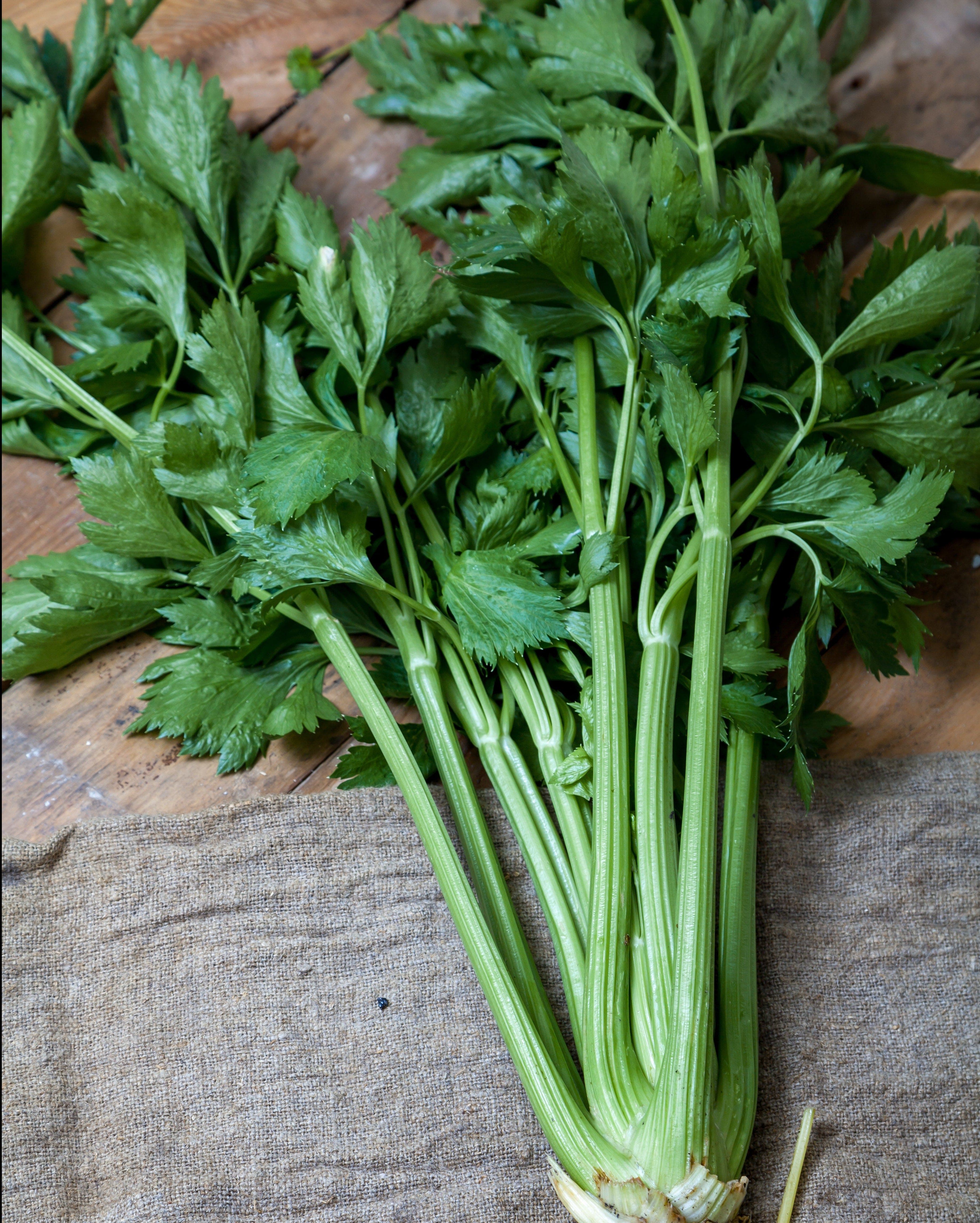 Merengo F1 Hybrid Celery - Image 2