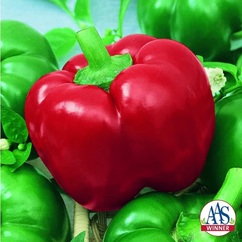MexiBell Hybrid Pepper F1