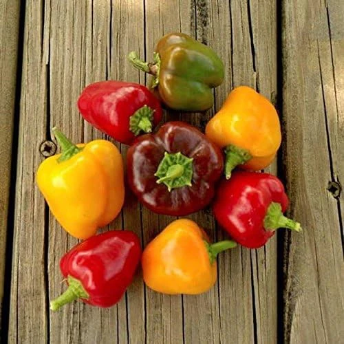 Mini Bell Pepper Mix - Image 2