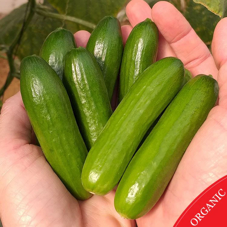 Mini-Me Hybrid Cucumber F1