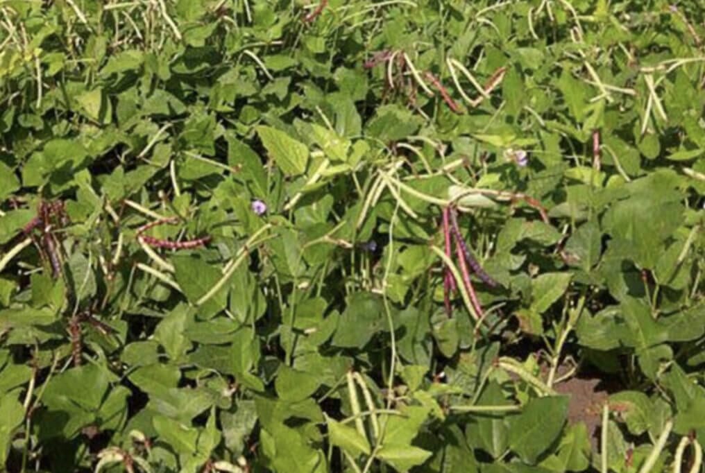 Mississippi Purplehull Pea