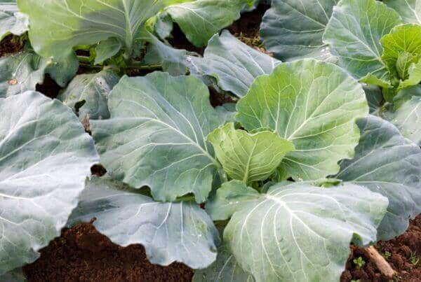 Morris Heading Collard
