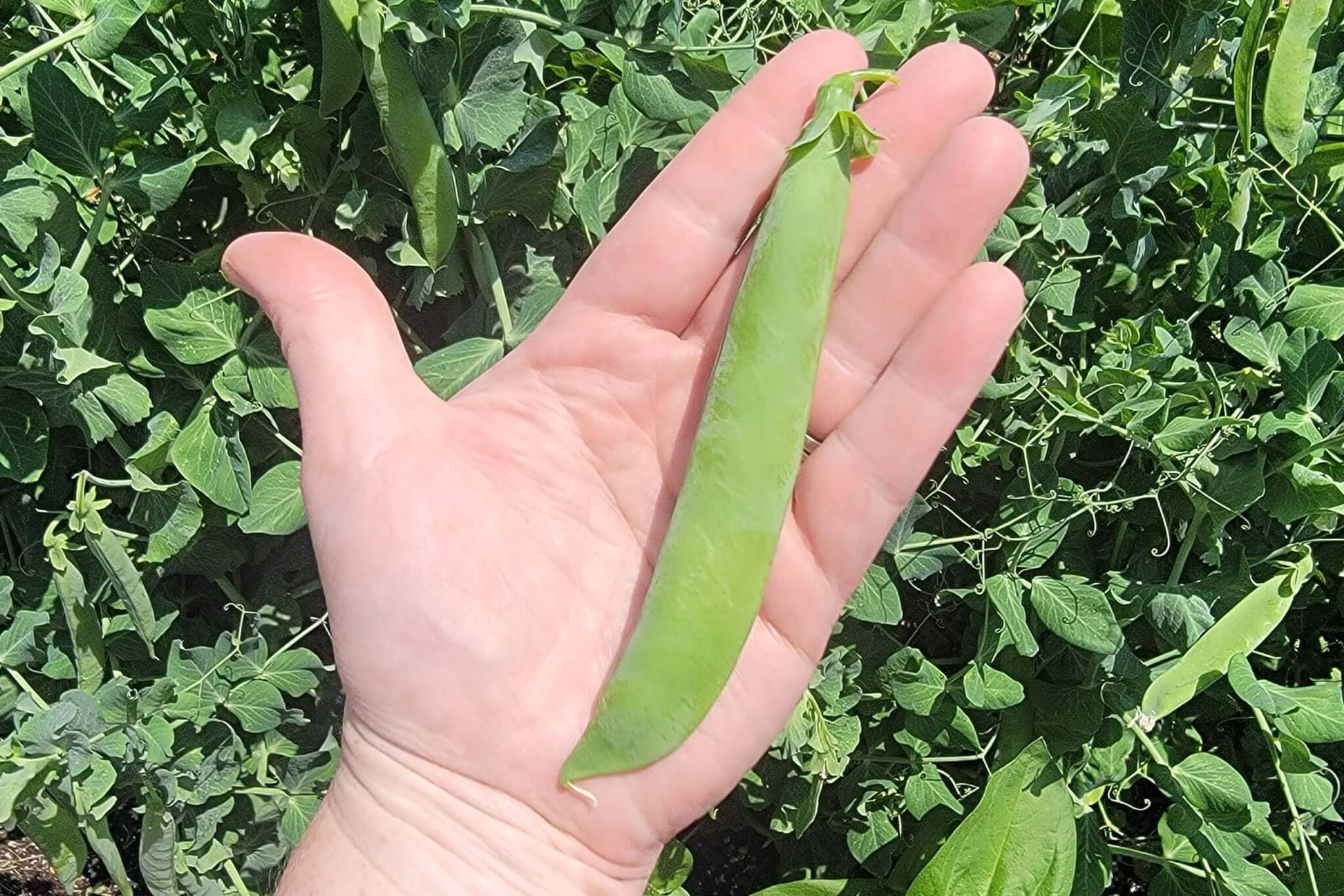 Mr. Big Pea - Image 2