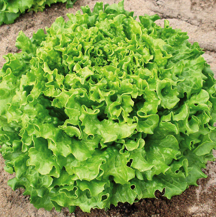 Muir Lettuce