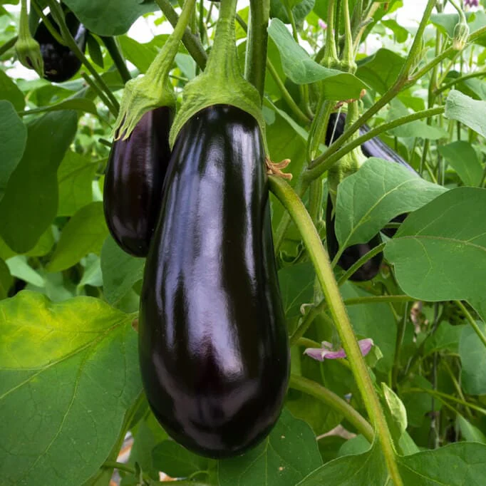 Nadia Hybrid Eggplant F1
