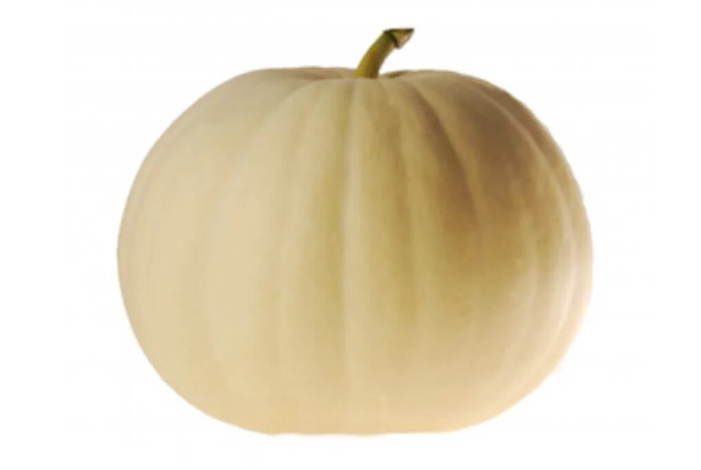 New Moon Hybrid Pumpkin F1