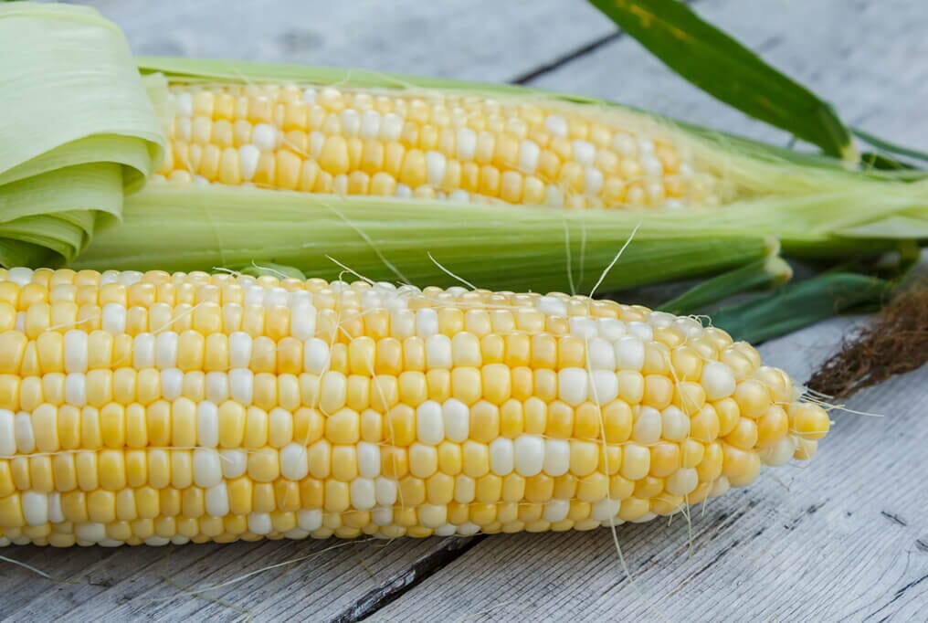 Obsession Hybrid Sweet Corn F1