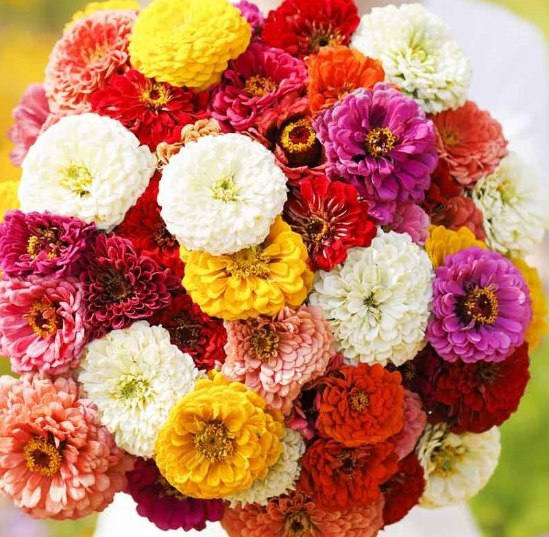 Oklahoma Zinnia Mix