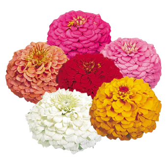 Oklahoma Zinnia Mix - Image 2