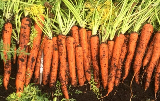 Orange Blaze Hybrid Carrot F1