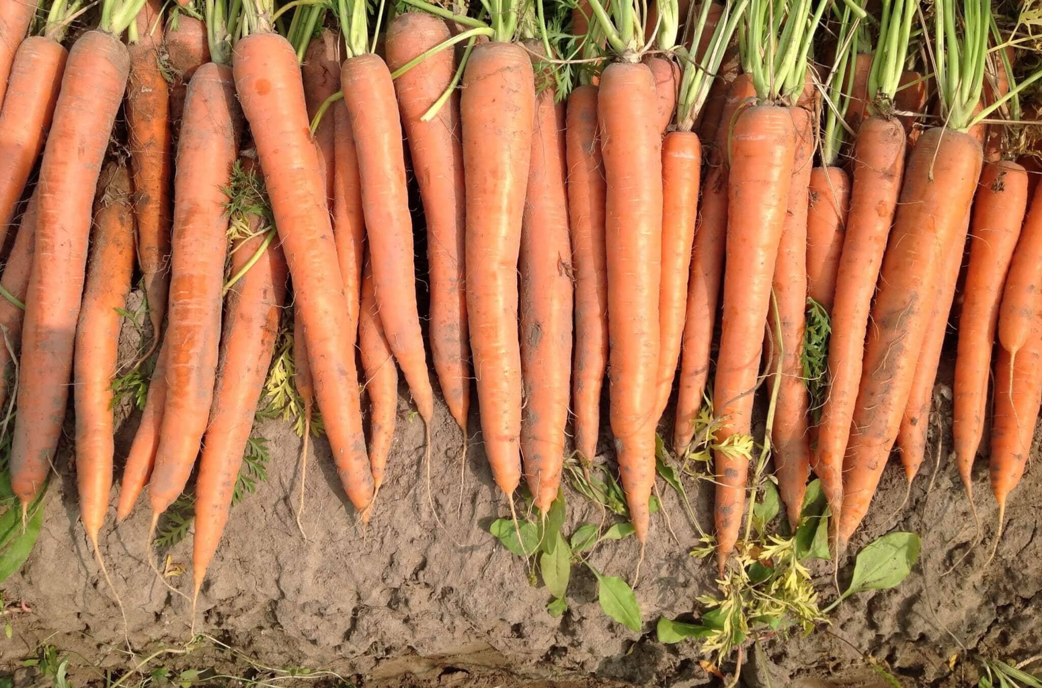 Orange Blaze Hybrid Carrot F1 - Image 2