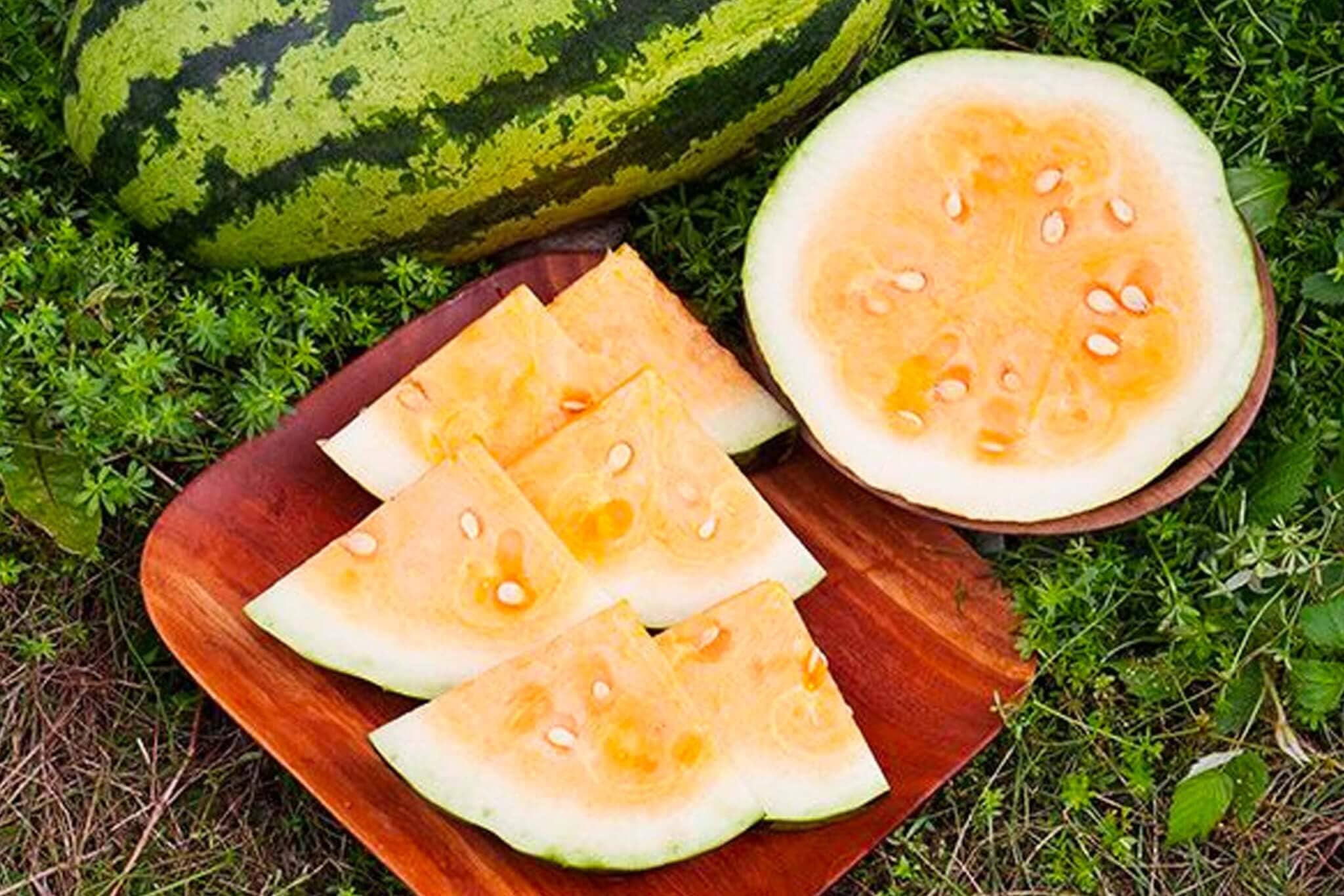 Orangeglo Watermelon
