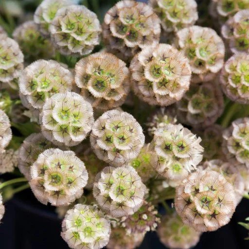 Paper Moon Scabiosa - Image 4