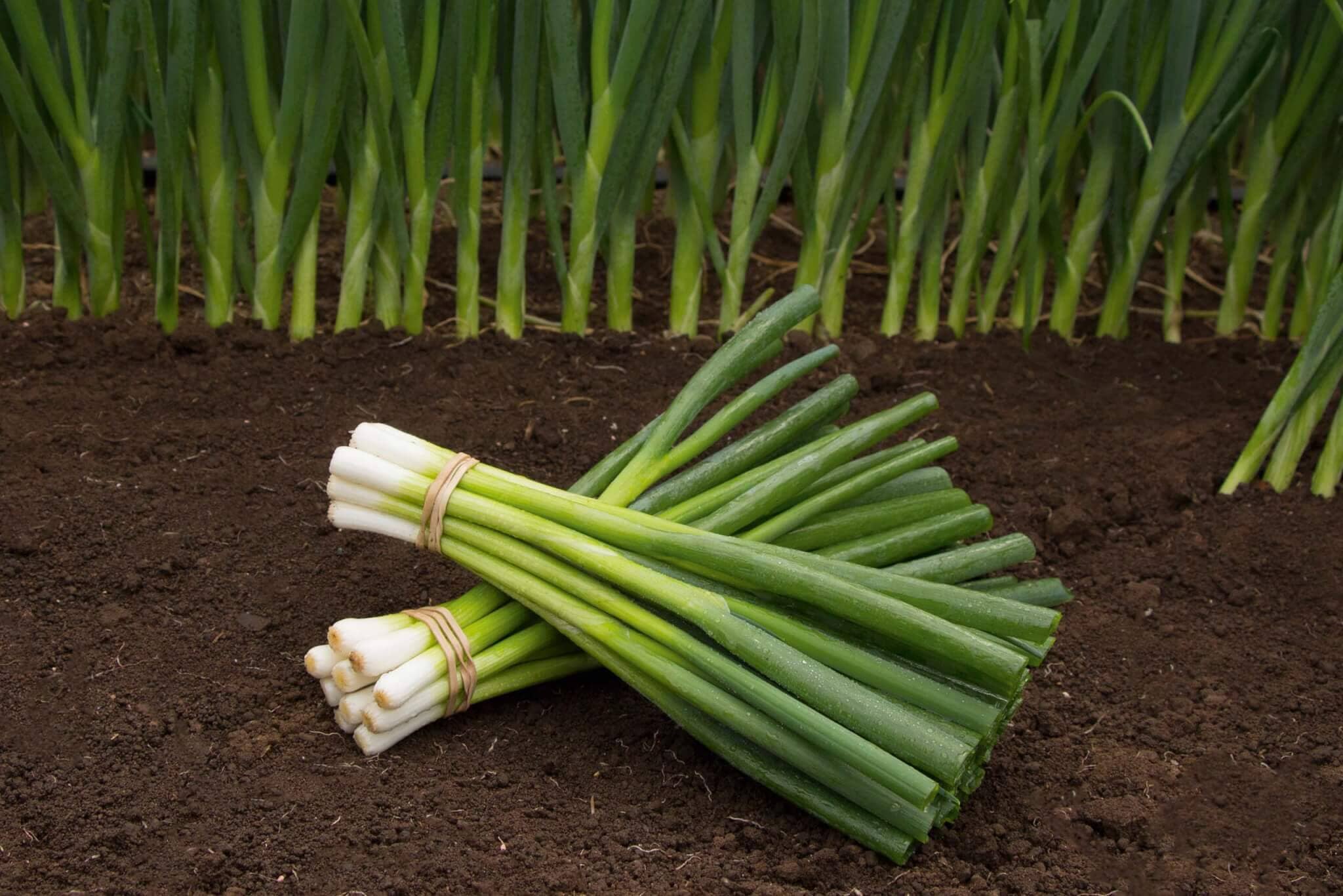 Parade Bunching Onion