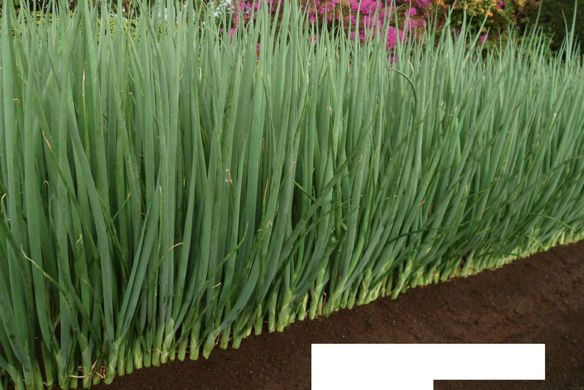 Parade Bunching Onion - Image 2