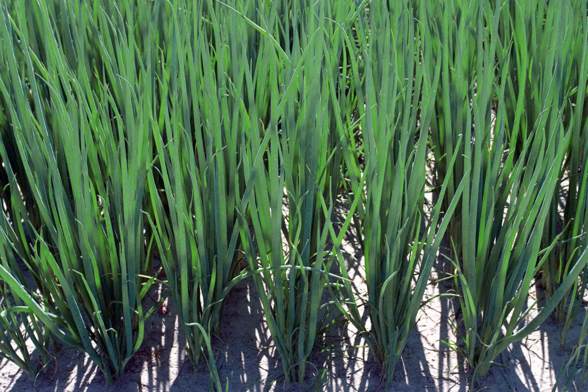 Parade Bunching Onion - Image 3