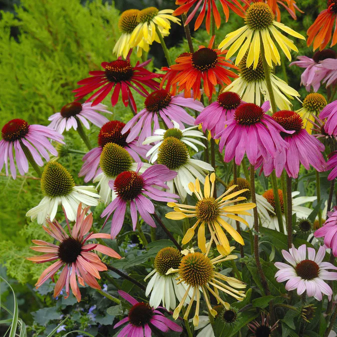 Paradiso Tall Mix Coneflower - Image 2