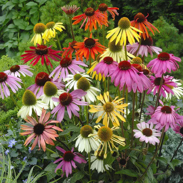 Paradiso Tall Mix Coneflower - Image 3