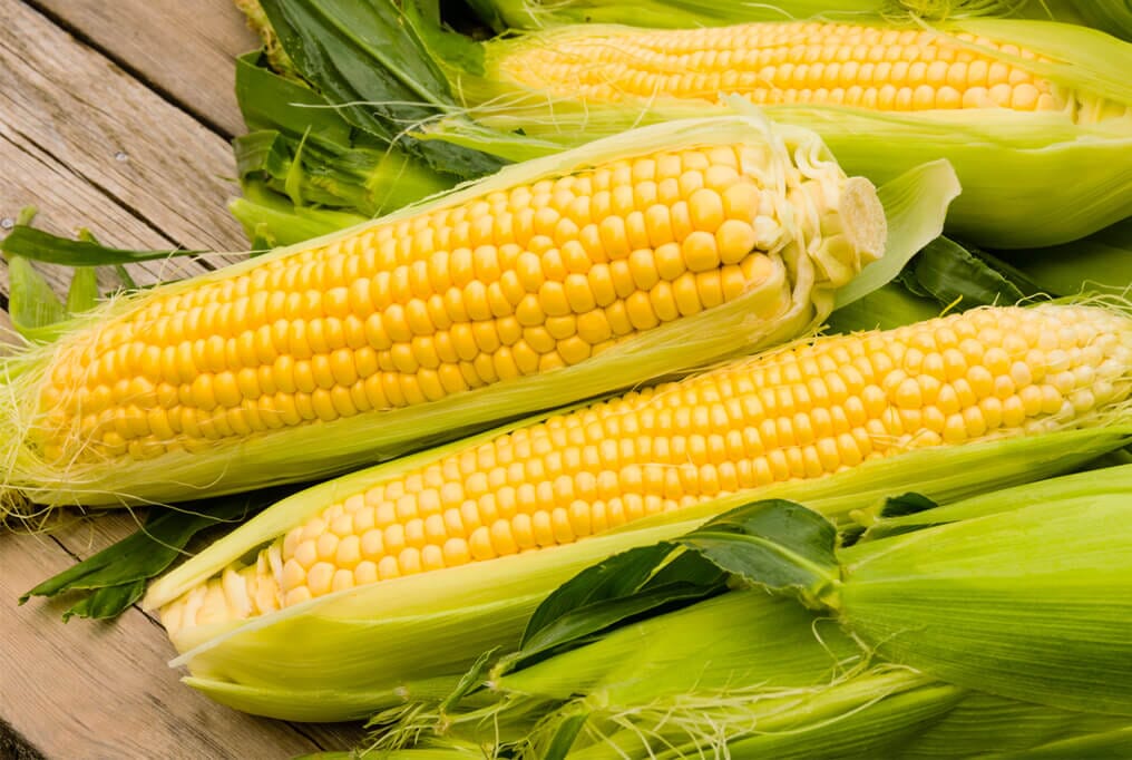 Passion Hybrid Sweet Corn F1