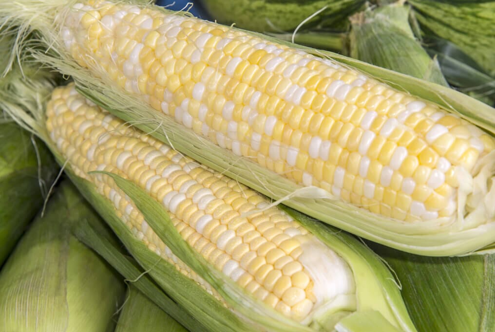 Peaches and Cream Hybrid Sweet Corn F1