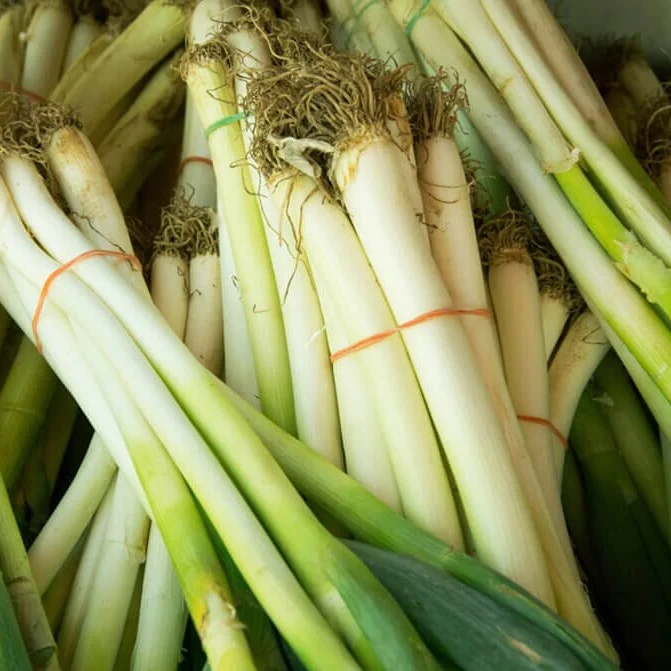 Performer Bunching Onion