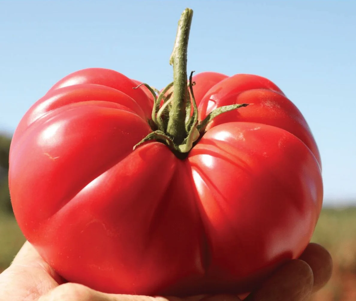 Pink Delicious Hybrid Tomato F1