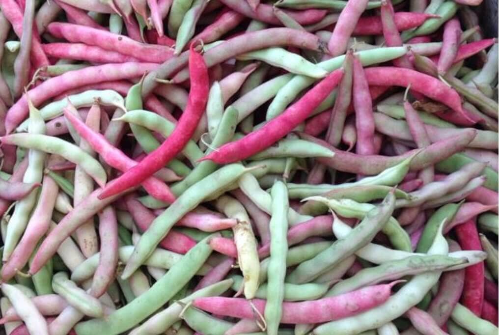 Pink Half Runner Bean